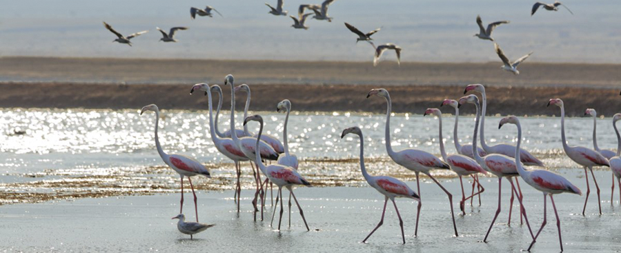 Una postal de ensueño, medio millón de aves volando en los cielos de Israel